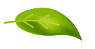 leaf